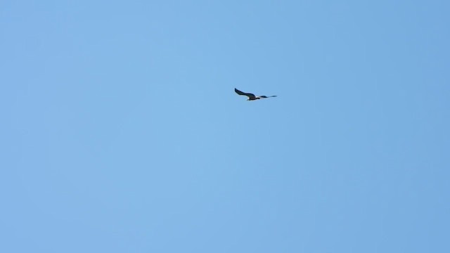 White-bellied Sea-Eagle - ML635081442