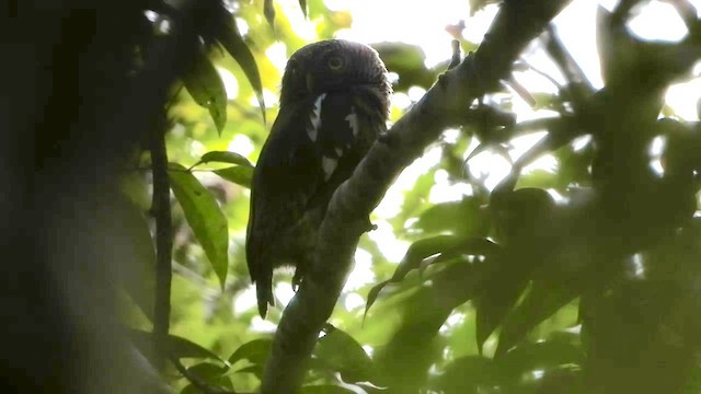 ジャワスズメフクロウ - ML635081497