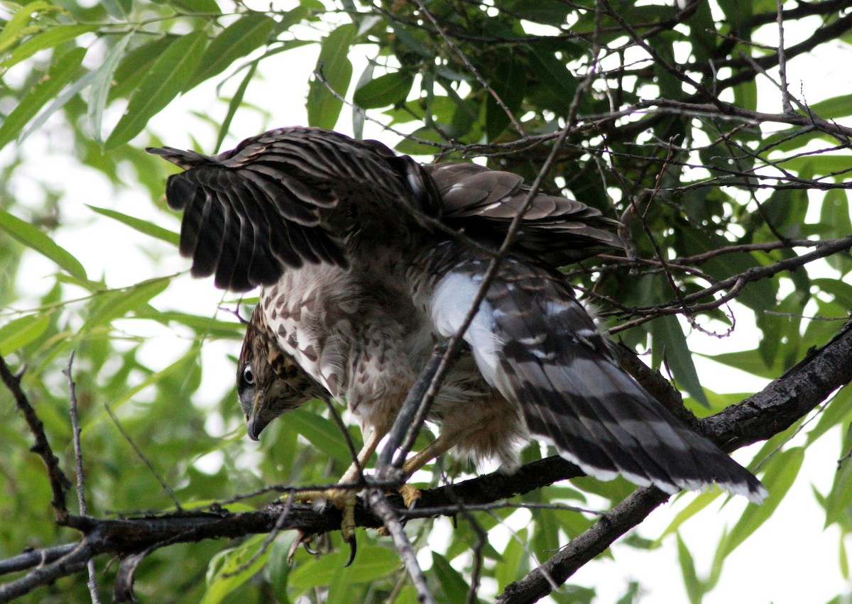 Cooper's Hawk - ML63508151