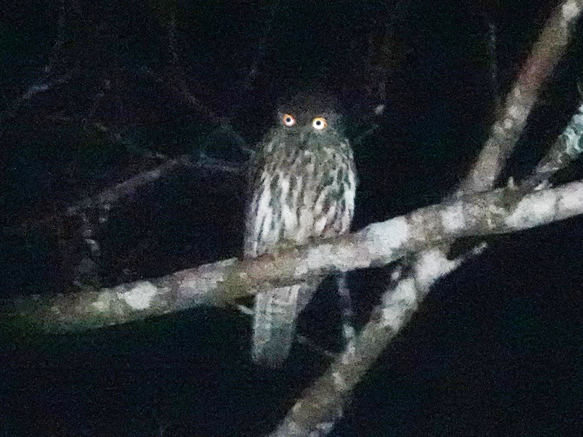 Papuan Owl - ML635081523