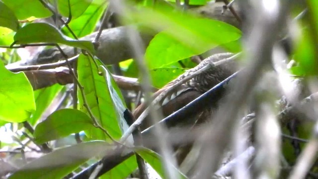 ジャワスズメフクロウ - ML635081538