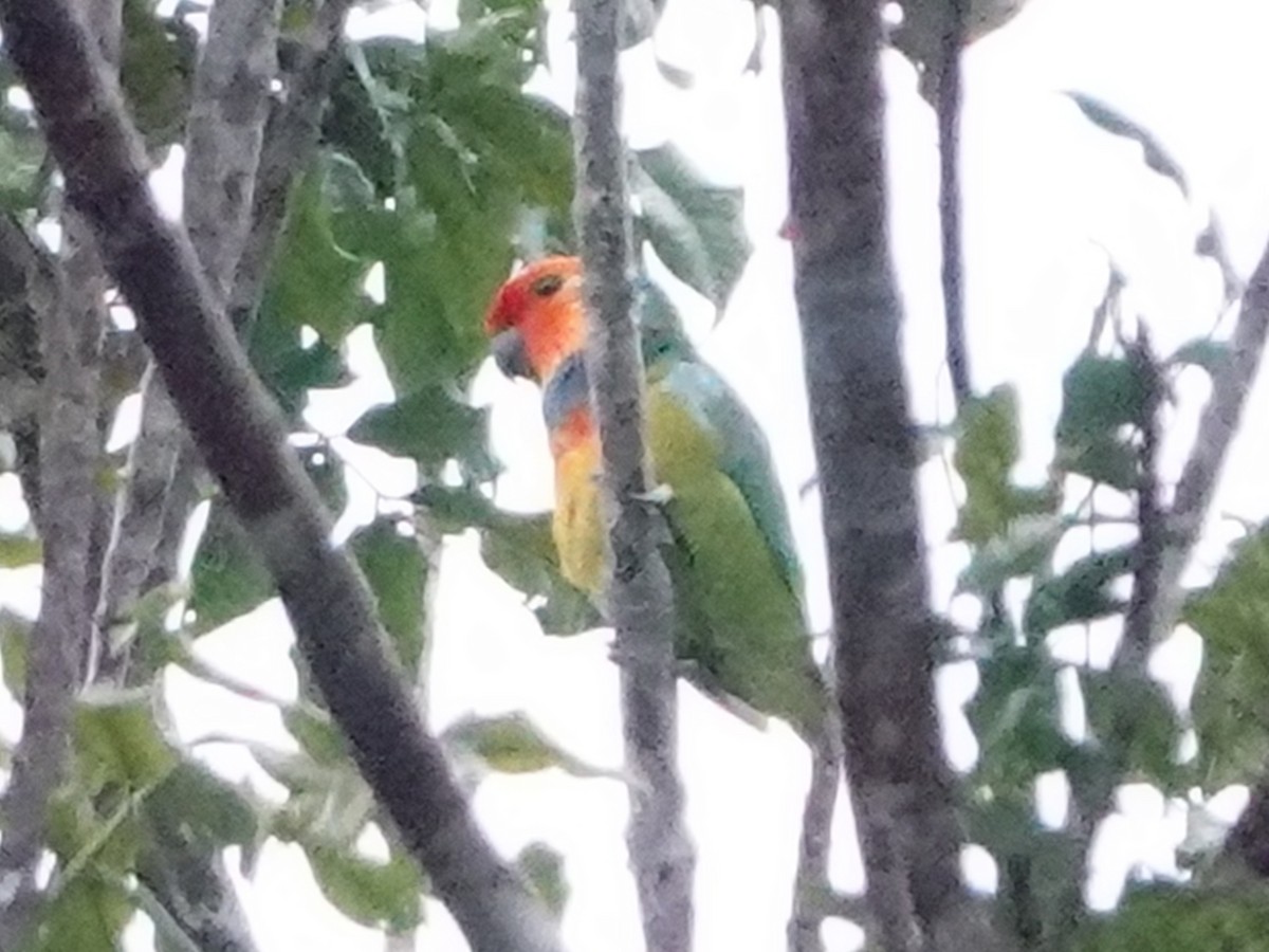 Large Fig-Parrot - ML635081545