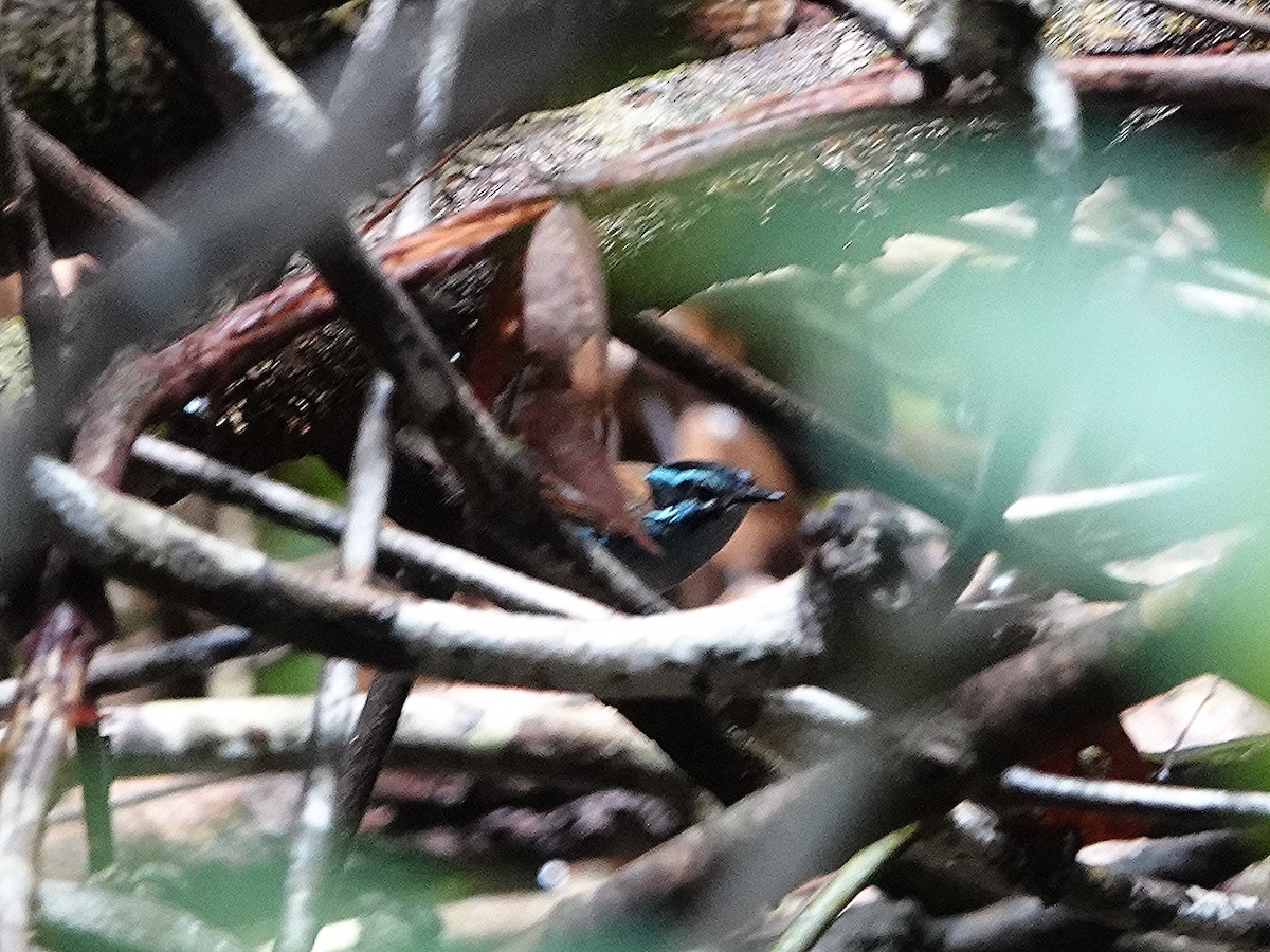 Campbell's Fairywren - ML635081553