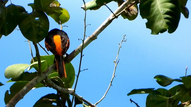Minivet écarlate (exul/siebersi) - ML635081554