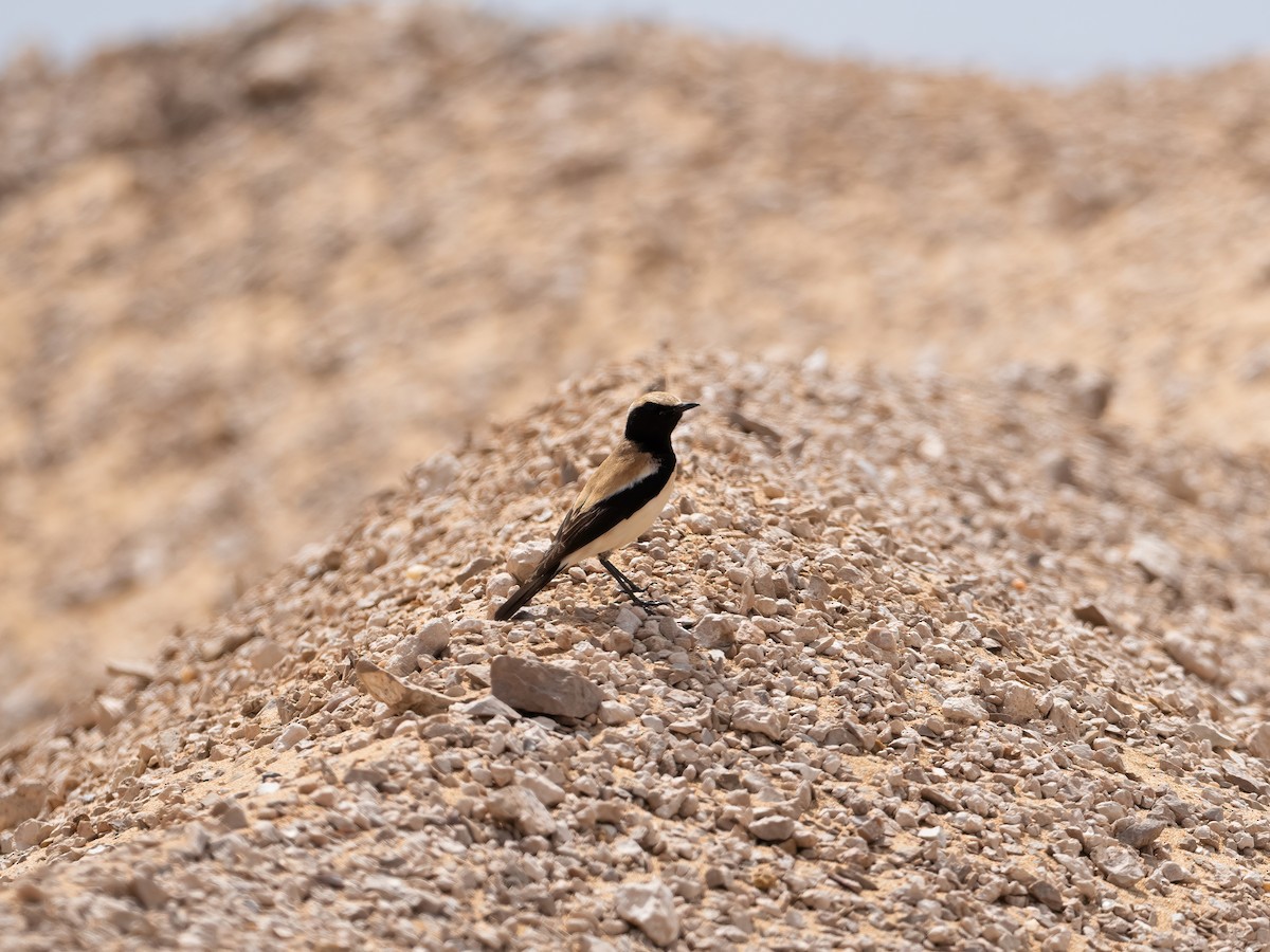 Desert Wheatear - ML635081596