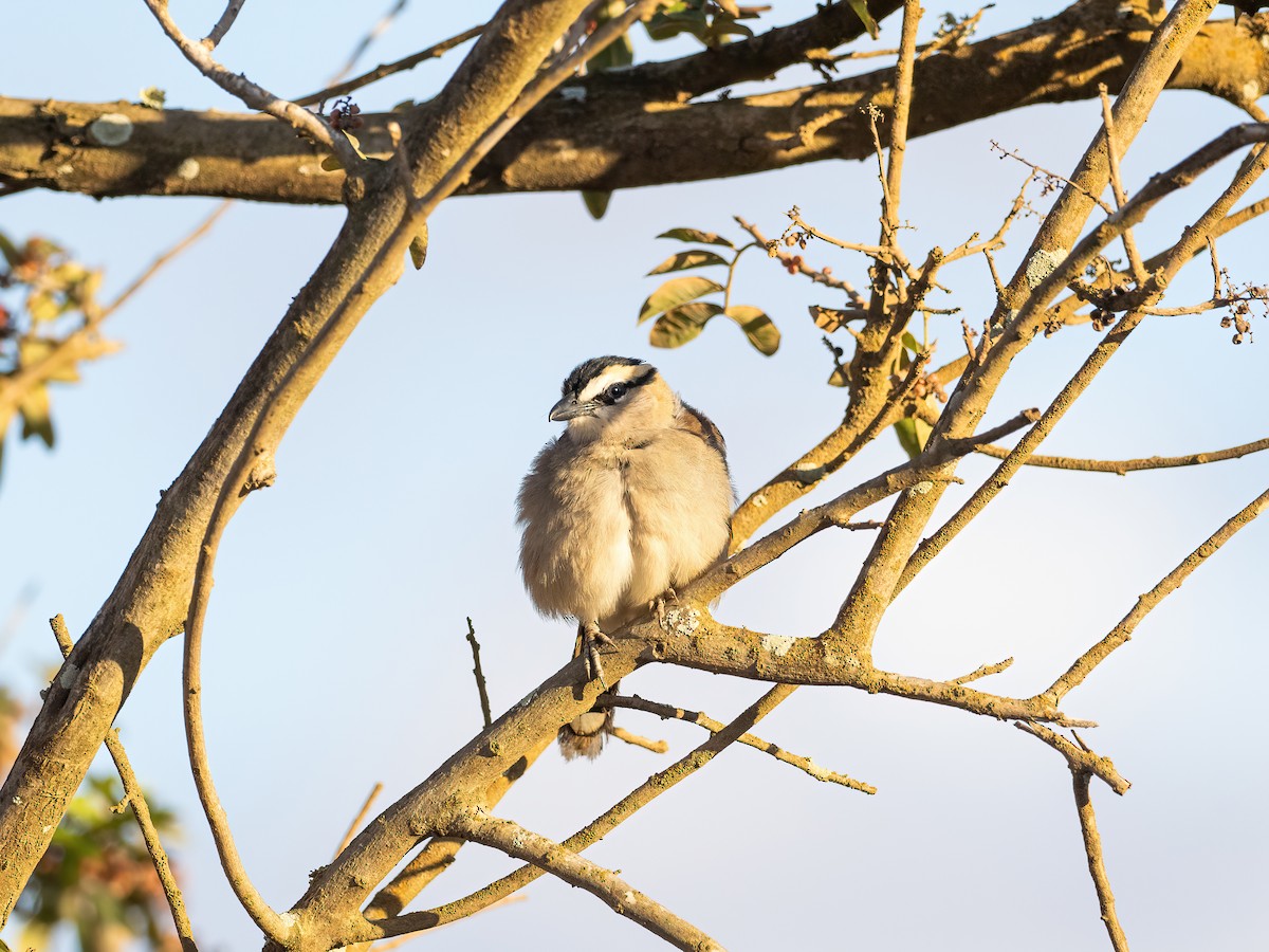 Black-crowned Tchagra (Hooded) - ML635081632