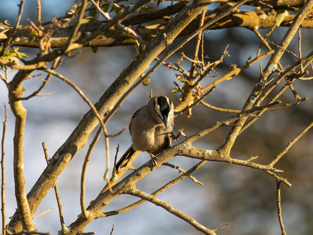Black-crowned Tchagra (Hooded) - ML635081633