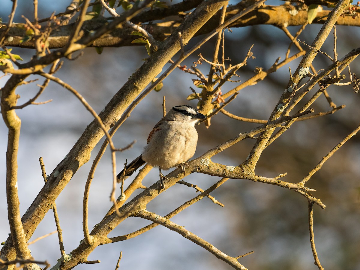 Black-crowned Tchagra (Hooded) - ML635081634