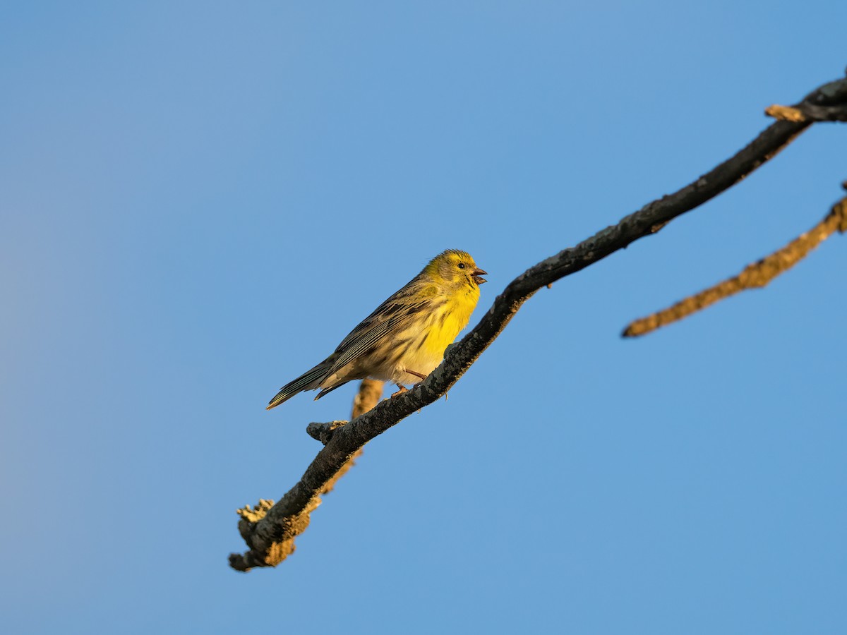 European Serin - ML635081636
