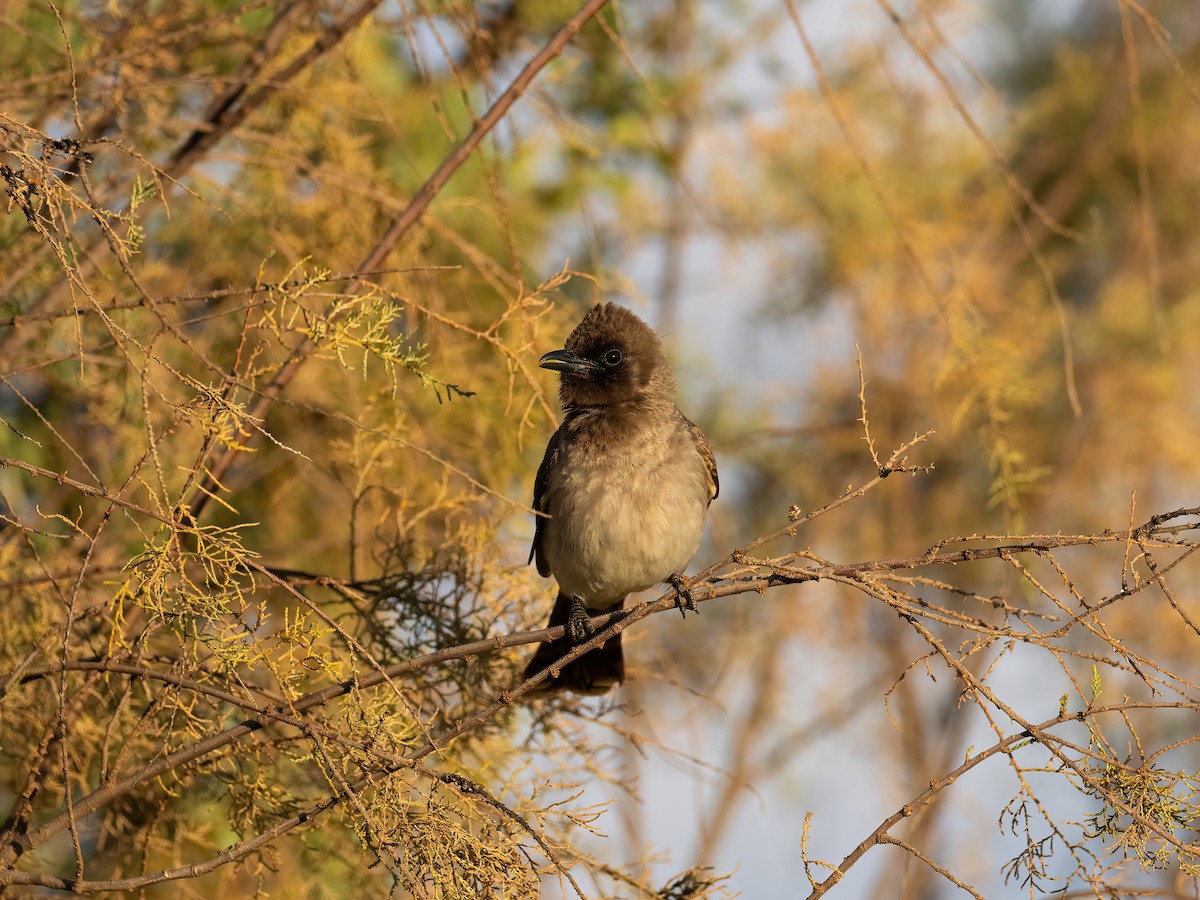 Common Bulbul - ML635081641