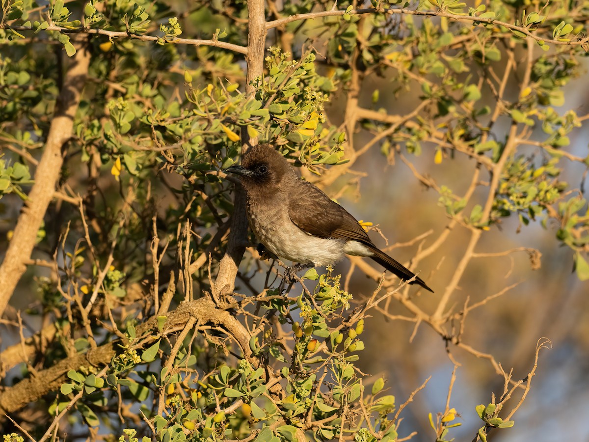 Common Bulbul - ML635081643