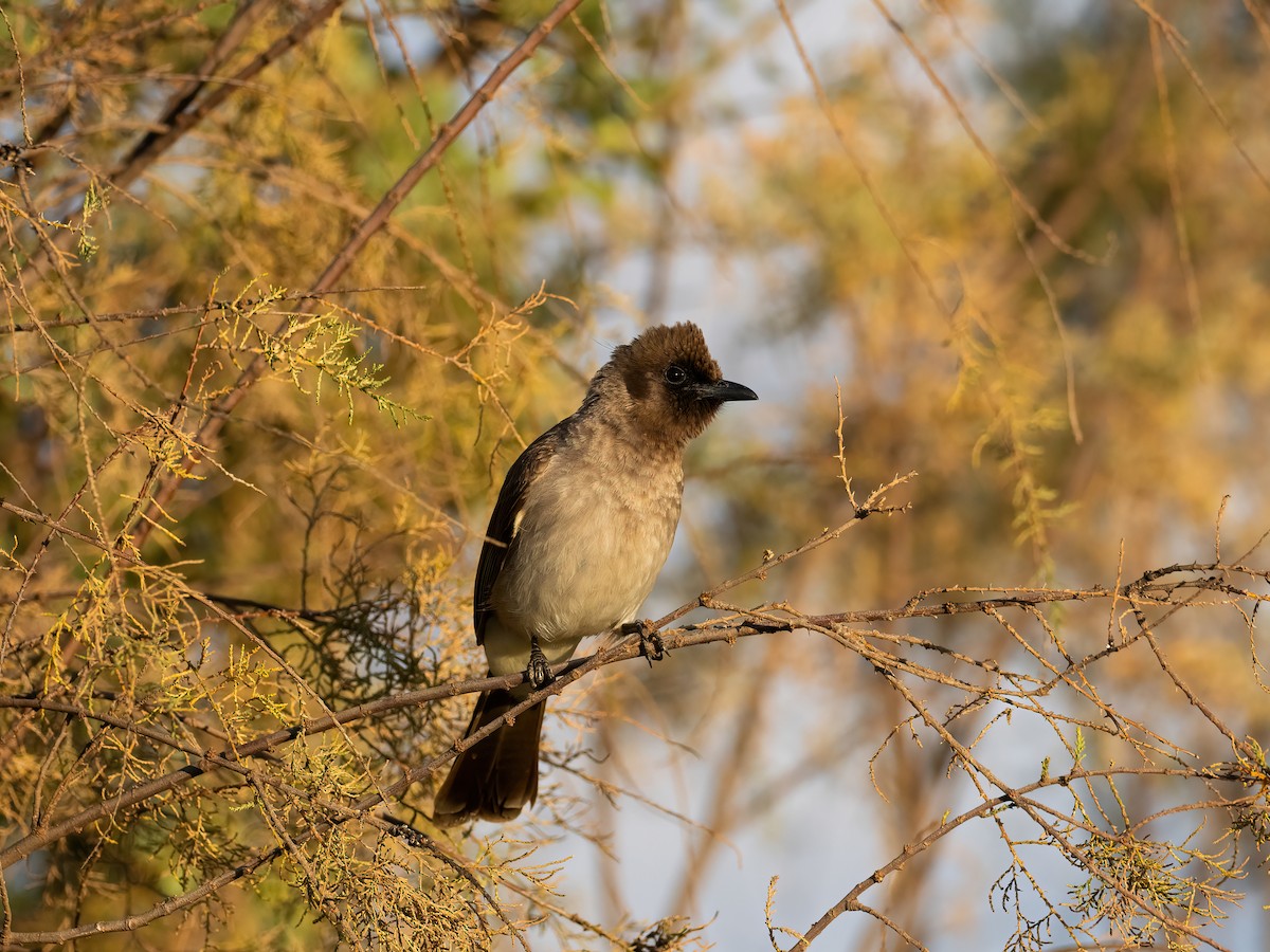 Common Bulbul - ML635081644