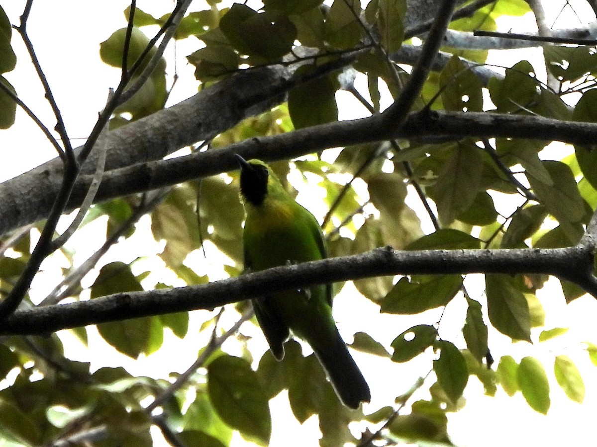 Javan Leafbird - ML635081653