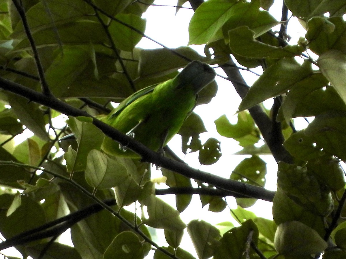 Javan Leafbird - ML635081654