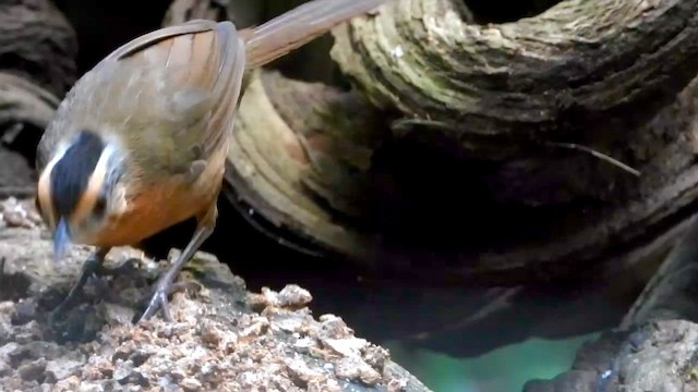 Javan Black-capped Babbler - ML635081710