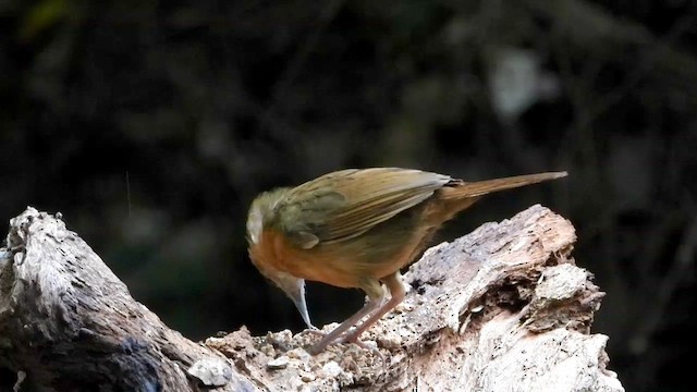 Javan Black-capped Babbler - ML635081713