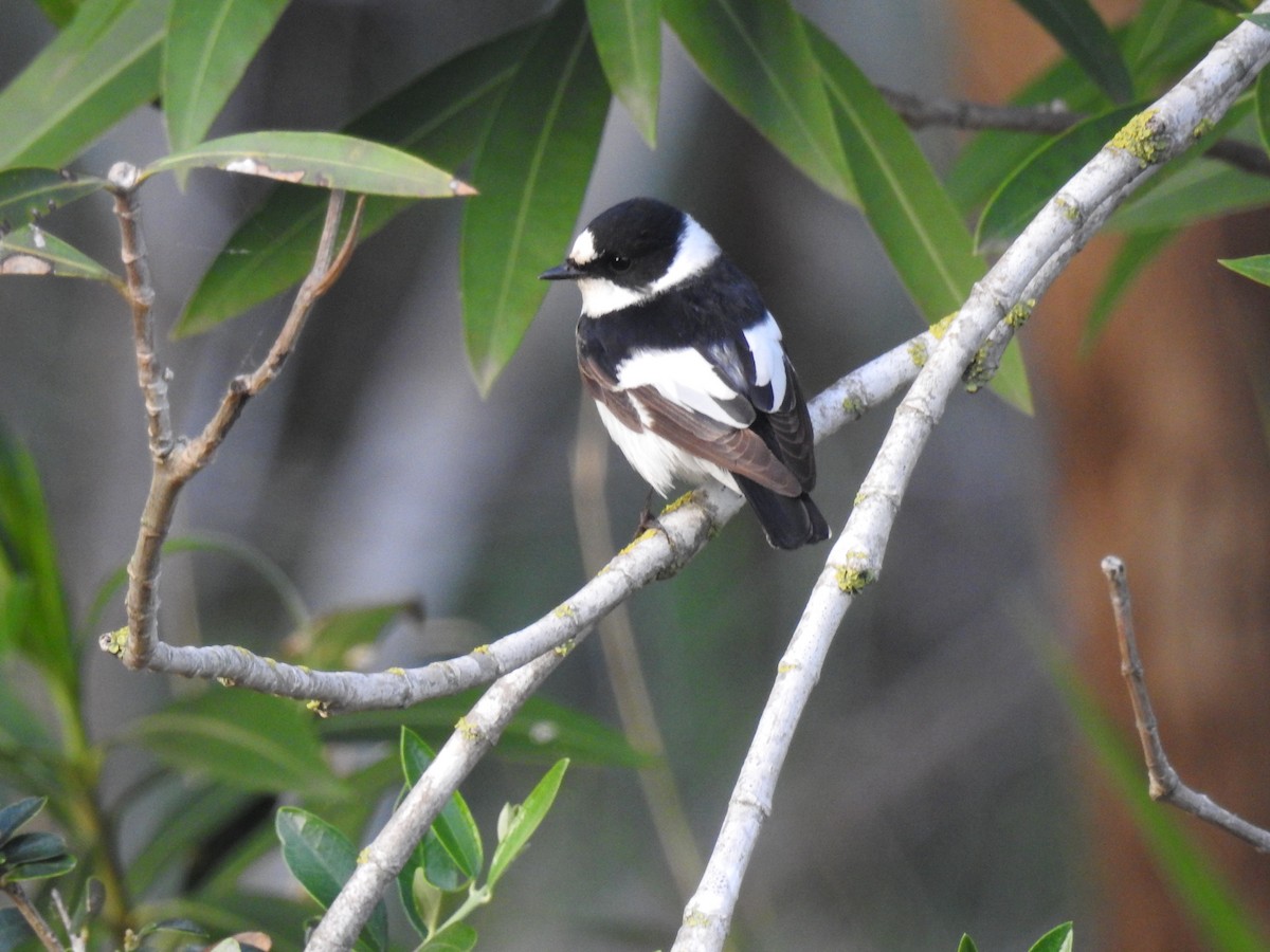Collared Flycatcher - ML635081777