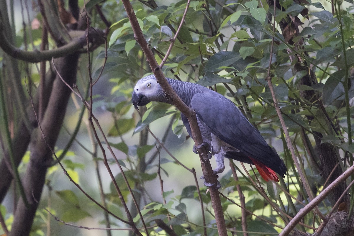 Gray Parrot (Gray) - ML635081810