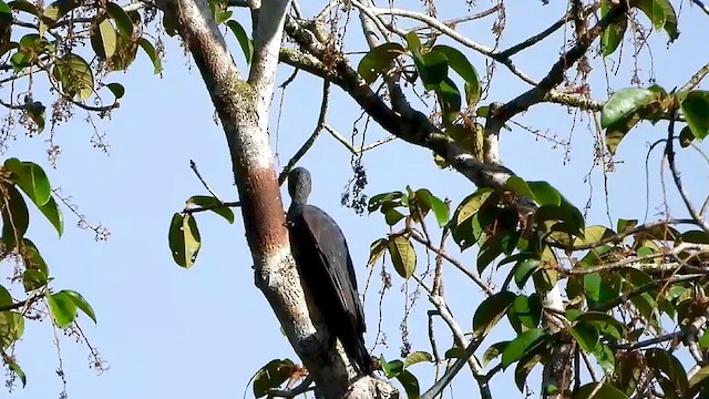 Great Slaty Woodpecker - ML635081841