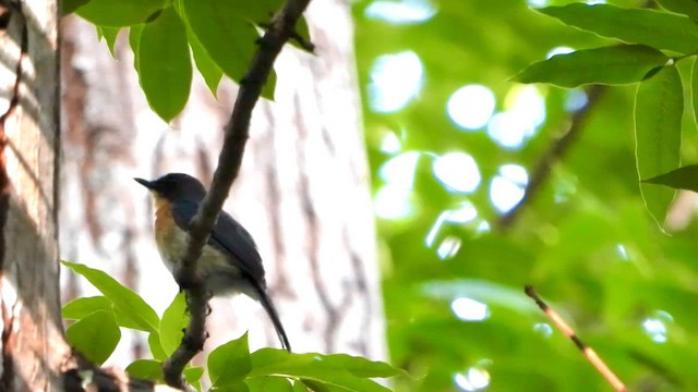 Javan Blue Flycatcher - ML635081874