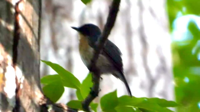 Javan Blue Flycatcher - ML635081878