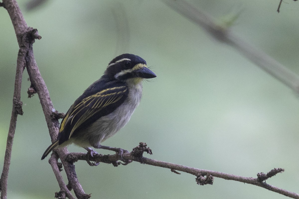 Yellow-throated Tinkerbird - ML635081889