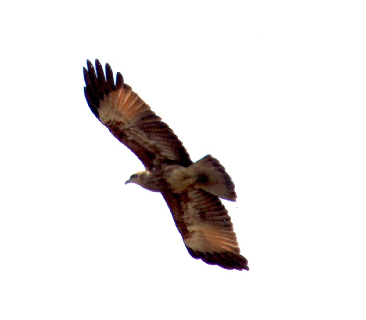 Brahminy Kite - ML635081892