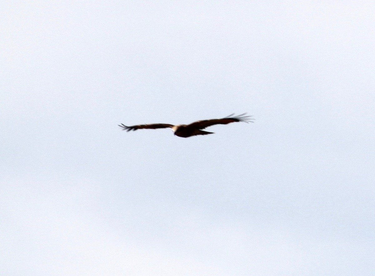 Brahminy Kite - ML635081896
