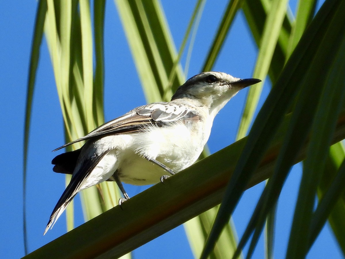 White-shouldered Triller - ML635081973