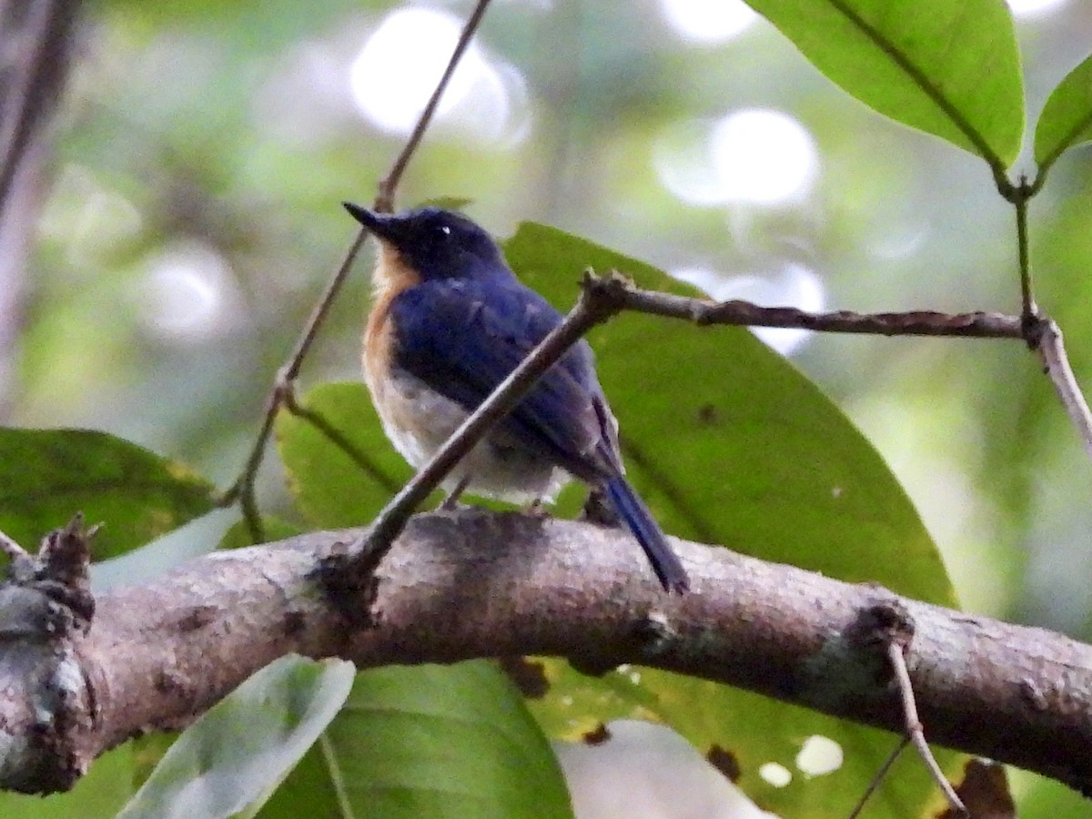 Javan Blue Flycatcher - ML635081996