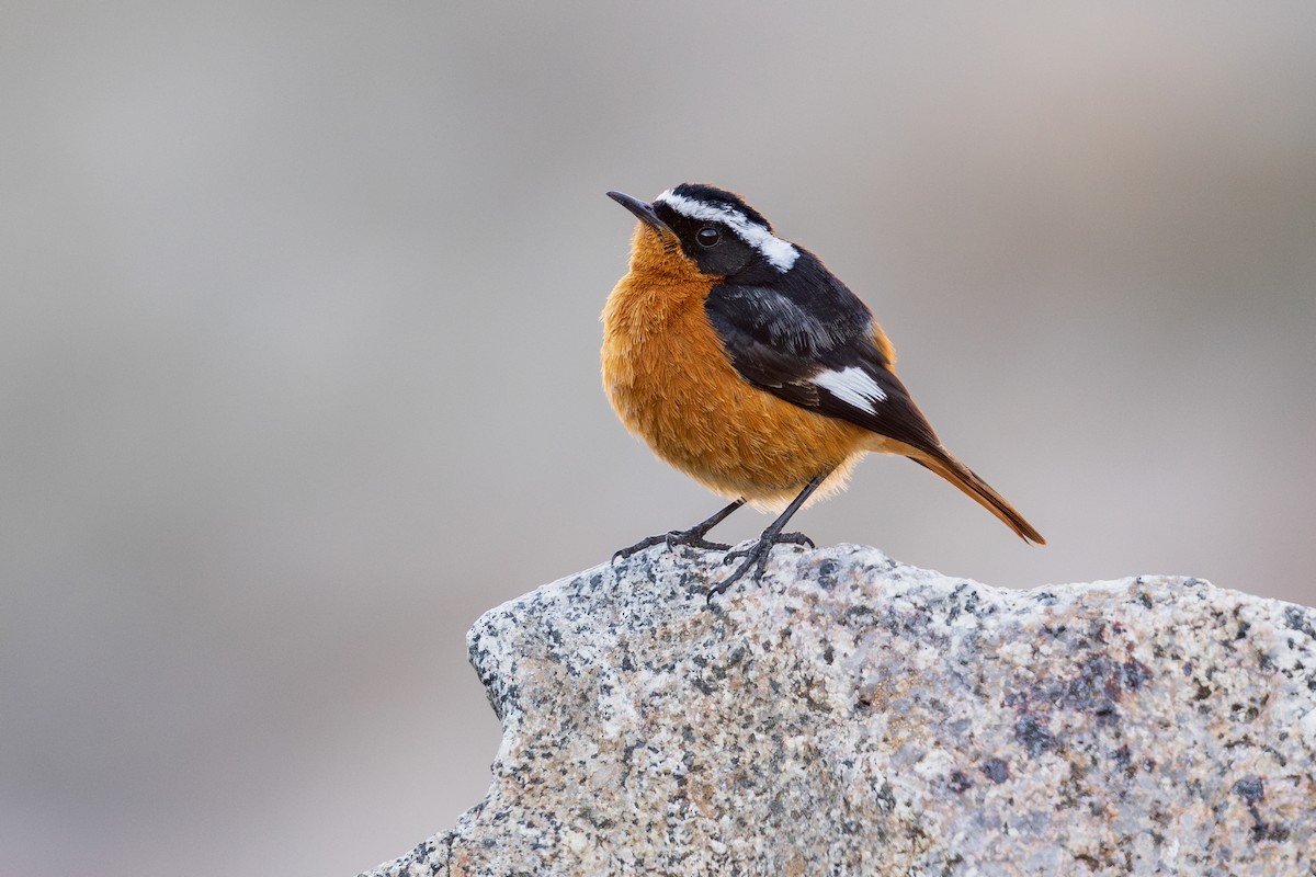Moussier's Redstart - ML635082107