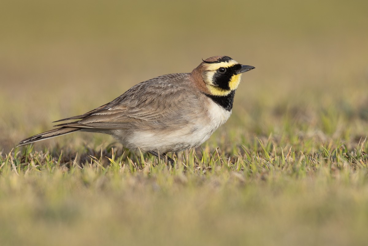 Horned Lark (Atlas) - ML635082119