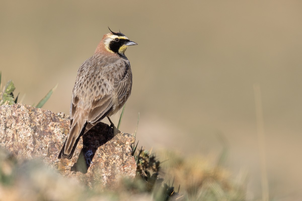 Horned Lark (Atlas) - ML635082120