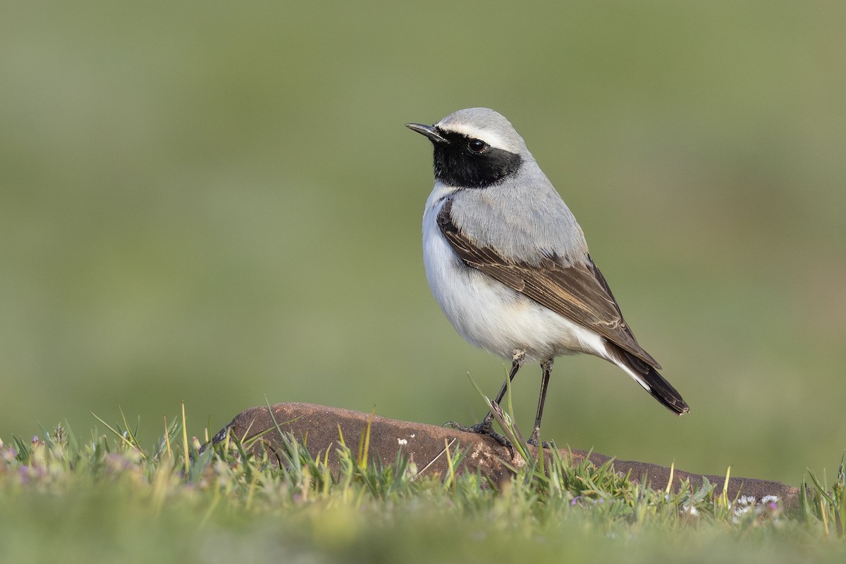 Atlas Wheatear - ML635082132
