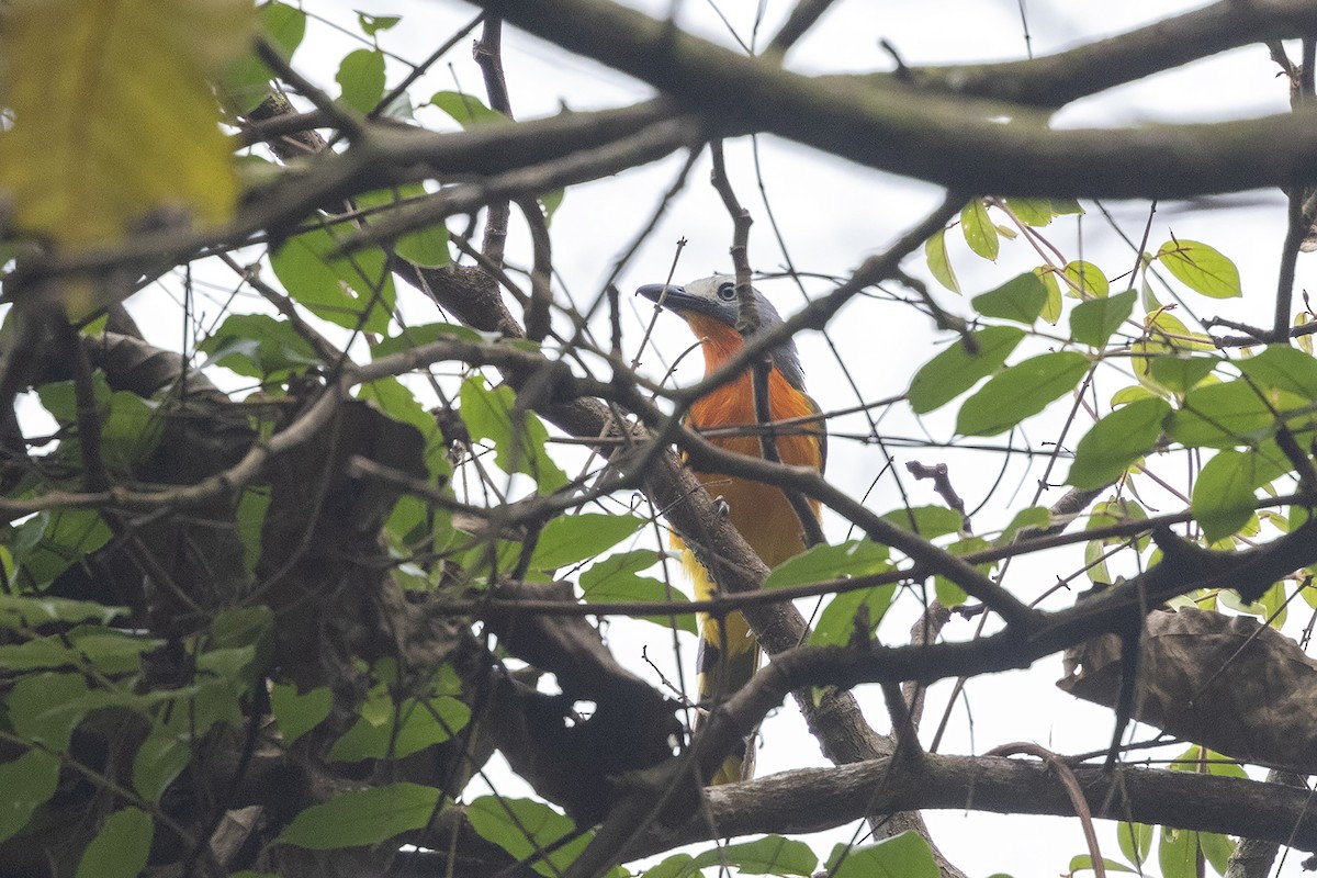 Fiery-breasted Bushshrike - ML635082145