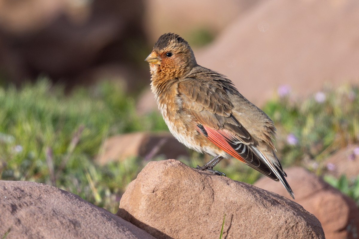 Crimson-winged Finch (African) - ML635082156