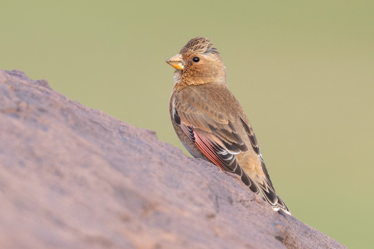 Crimson-winged Finch (African) - ML635082157