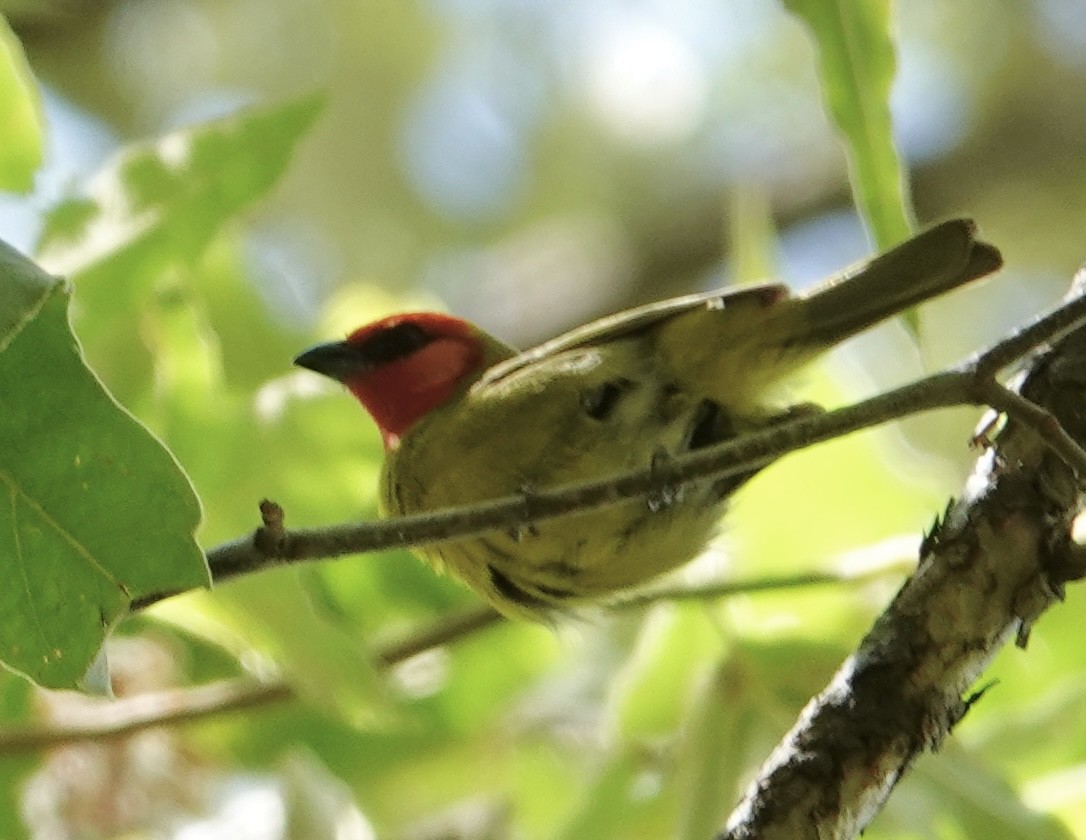 Red-headed Tanager - ML635082222