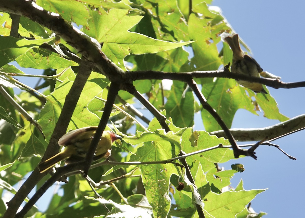 Red-headed Tanager - ML635082225