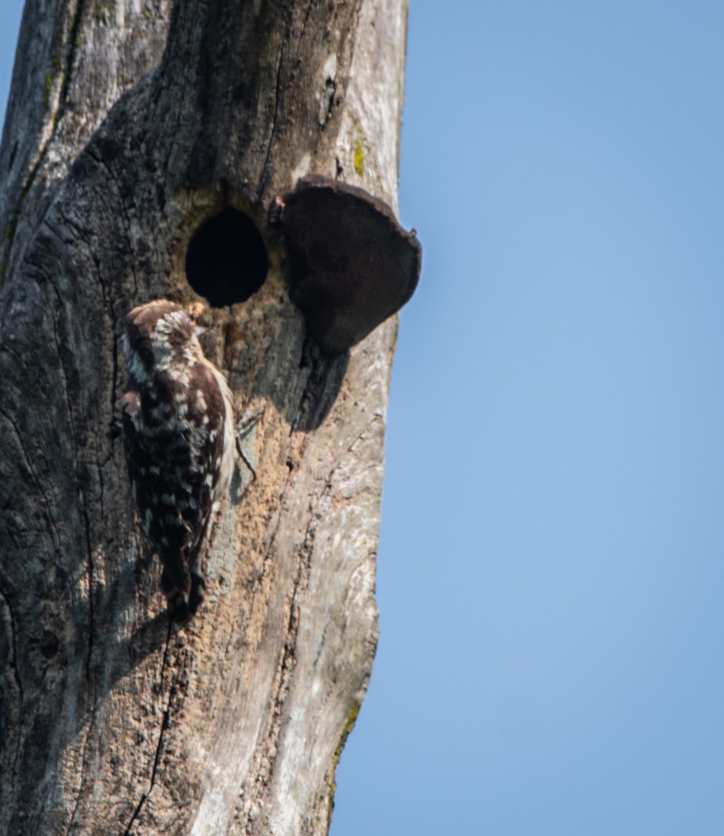 Brown-capped Pygmy Woodpecker - ML635082282