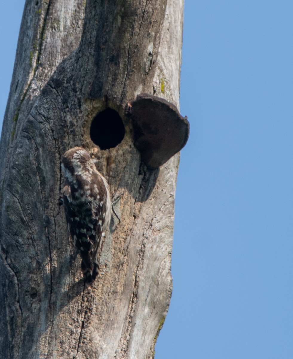 Brown-capped Pygmy Woodpecker - ML635082283