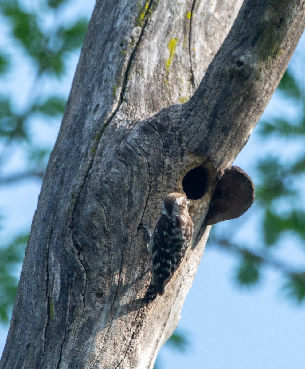 Brown-capped Pygmy Woodpecker - ML635082284