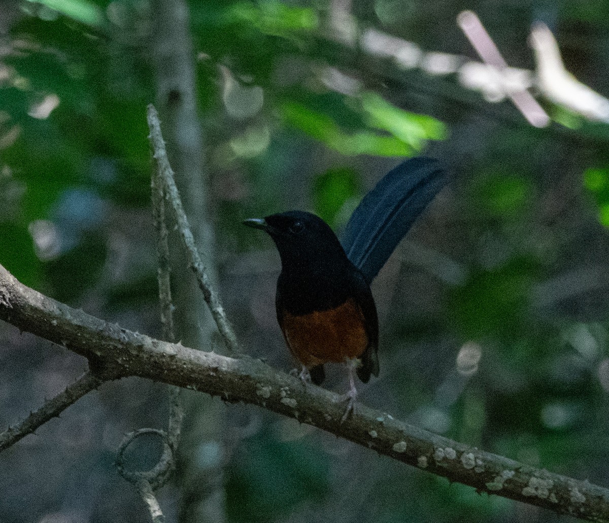 White-rumped Shama - ML635082327