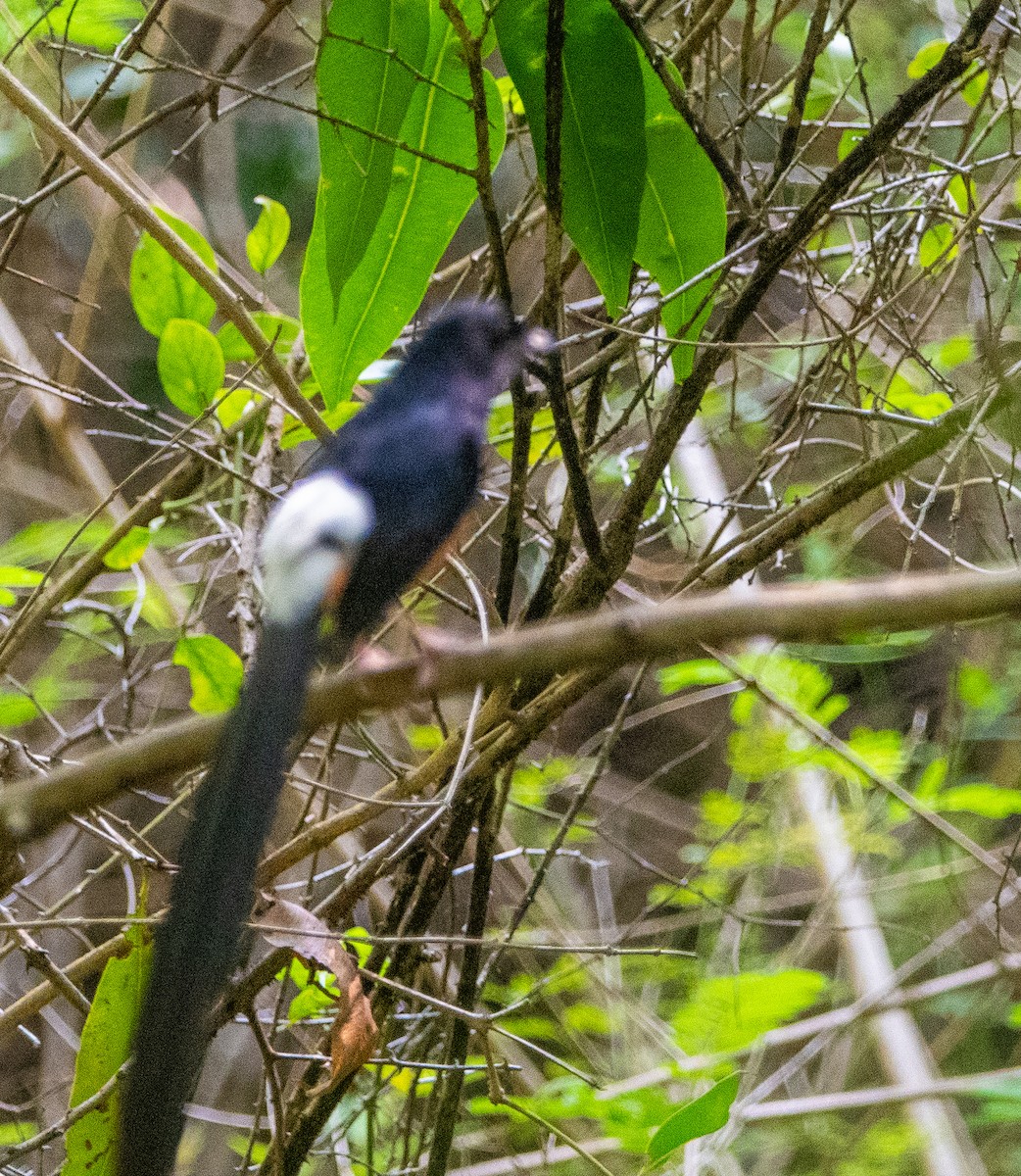 White-rumped Shama - ML635082329