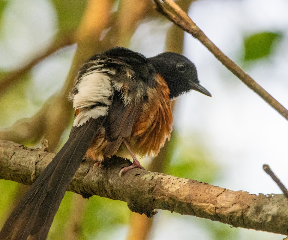 White-rumped Shama - ML635082330