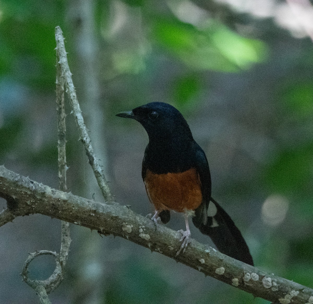 White-rumped Shama - ML635082331