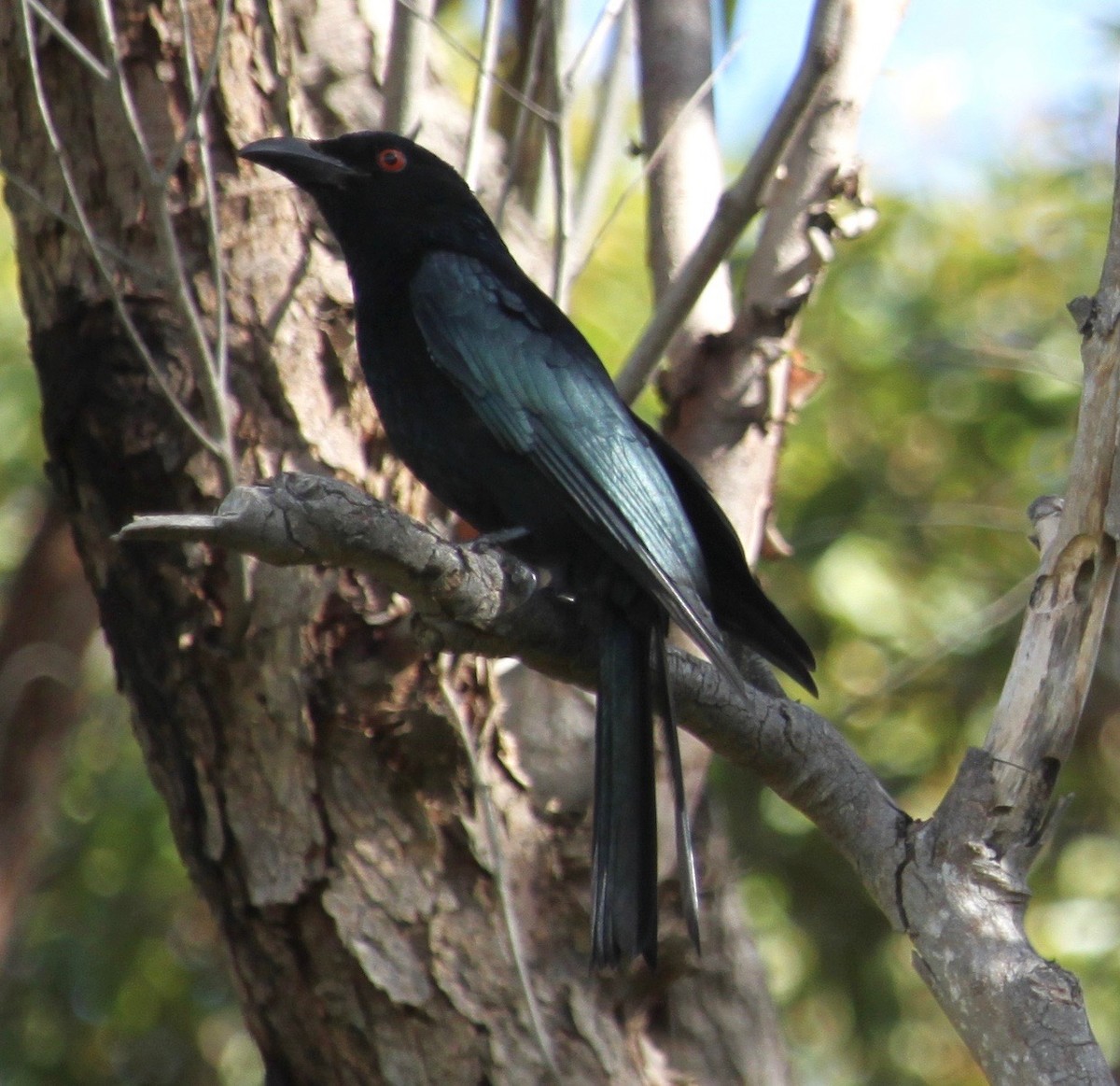 Spangled Drongo - ML635082348