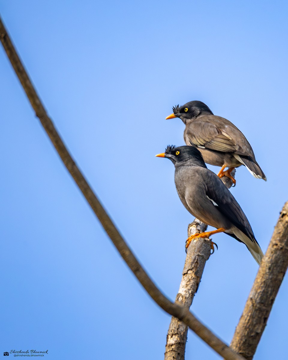 Jungle Myna - ML635082420