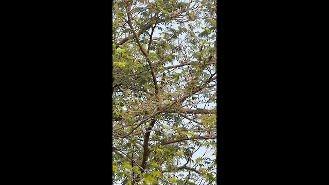 White-naped Tit - ML635082422