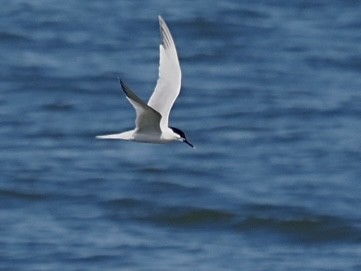 Sandwich Tern - ML635082423